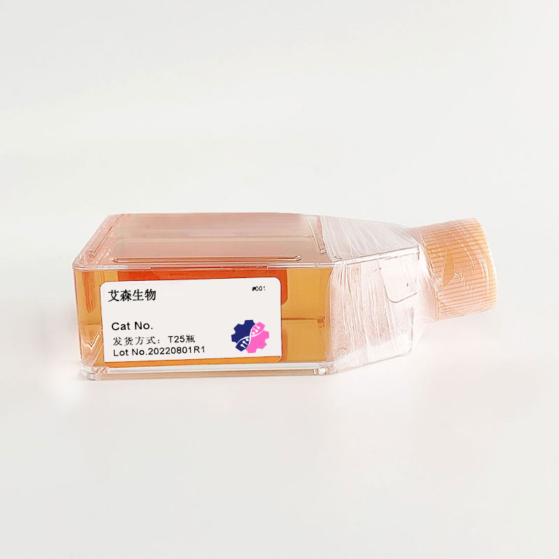 人大細胞淋巴瘤細胞(SU-DHL-6)